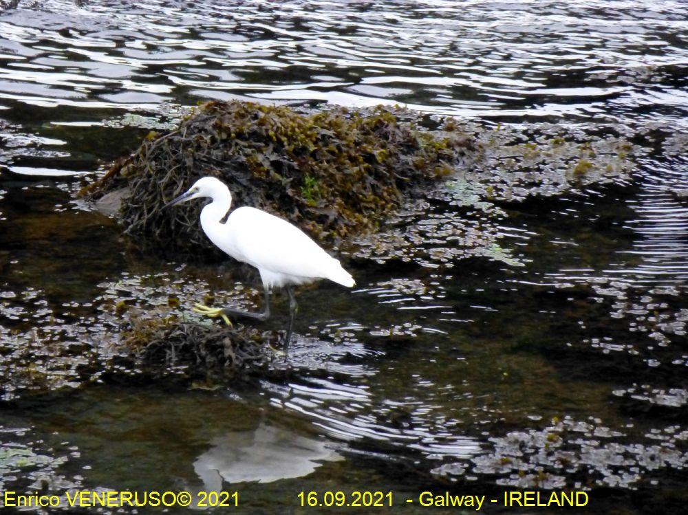84 - Galway